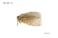 藏品(毒蛾科)的圖片